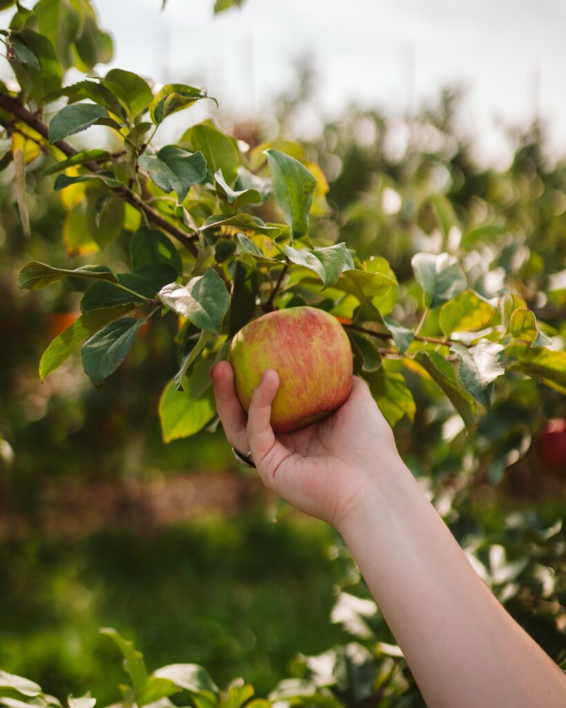 Einen Apfel selbst zu pflücken und zu genießen, kann ein ganz besonderes Erlebnis sein