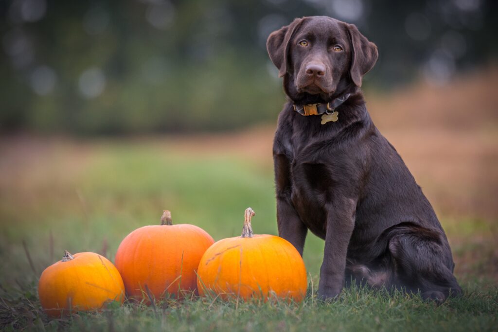 Aktiv gegen den Herbstblues. Bildbeschreibung: Hund mit gelangweiltem Blick neben ein paar Kürbissen