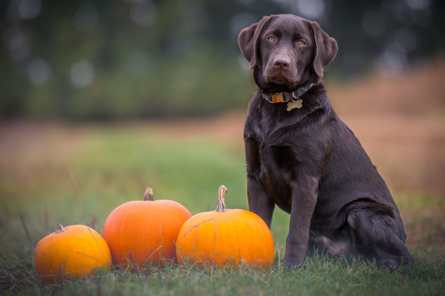 Aktiv gegen den Herbstblues. Bildbeschreibung: Hund mit gelangweiltem Blick neben ein paar Kürbissen