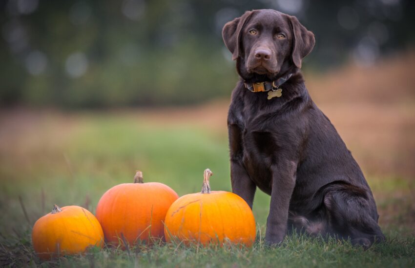 Aktiv gegen den Herbstblues. Bildbeschreibung: Hund mit gelangweiltem Blick neben ein paar Kürbissen